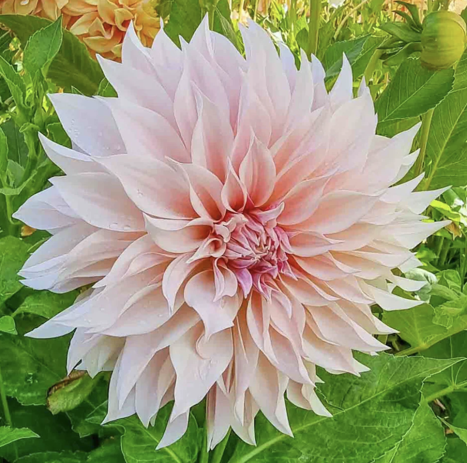 Dahlia Tuber - Cafe au Lait Mix (2 Tubers)