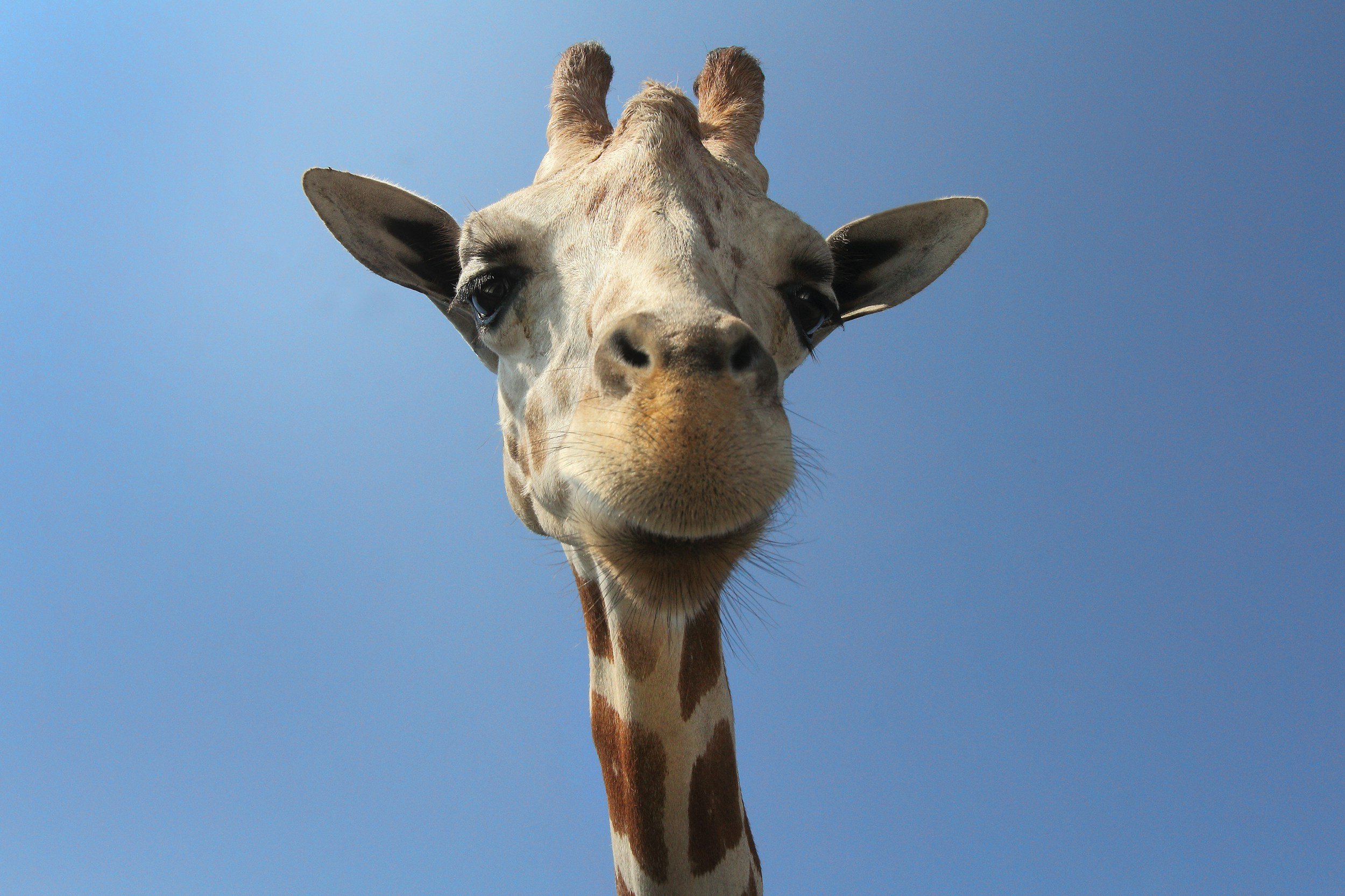 Free Zoo Admission