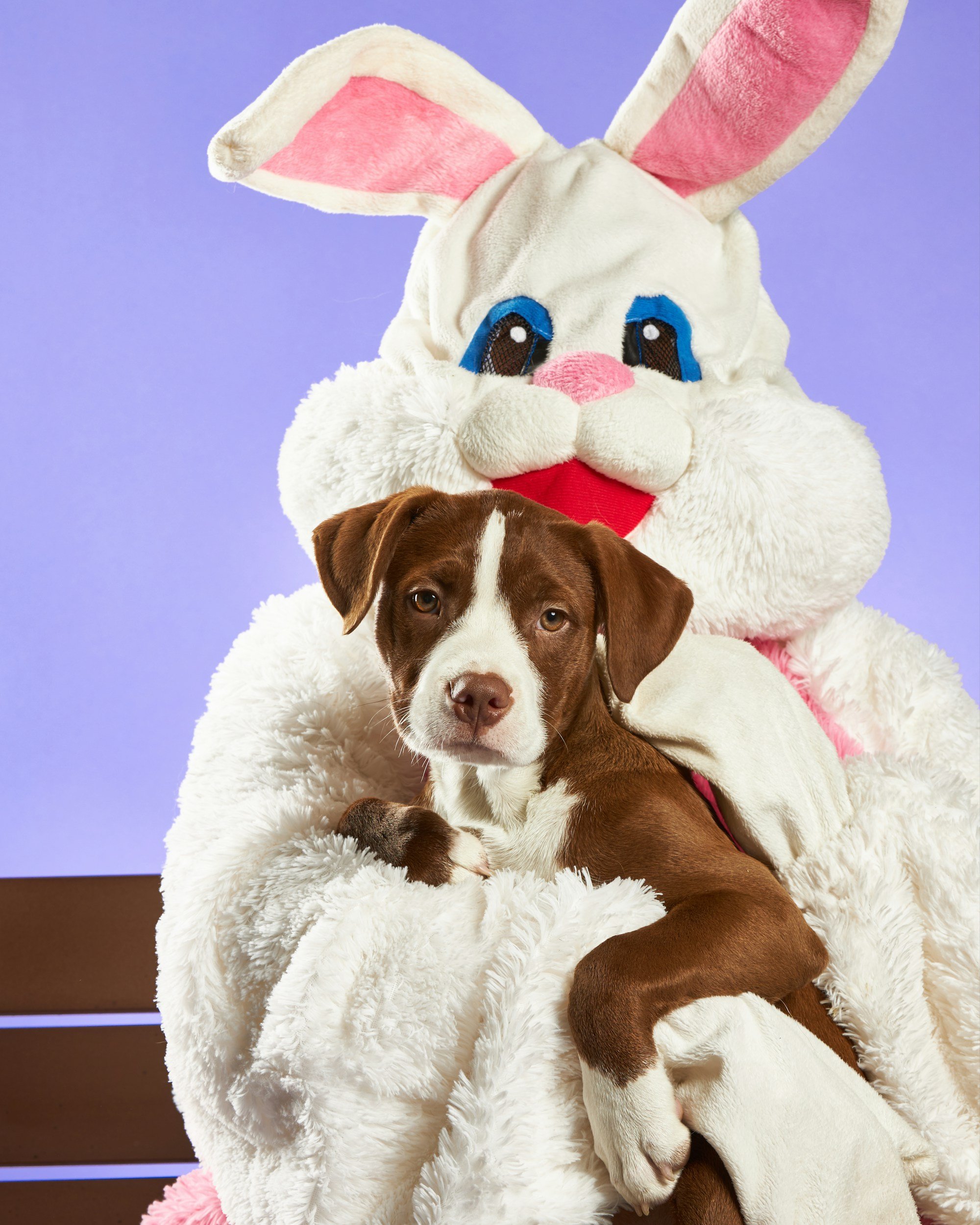 Naples Doggie Easter Egg Hunt