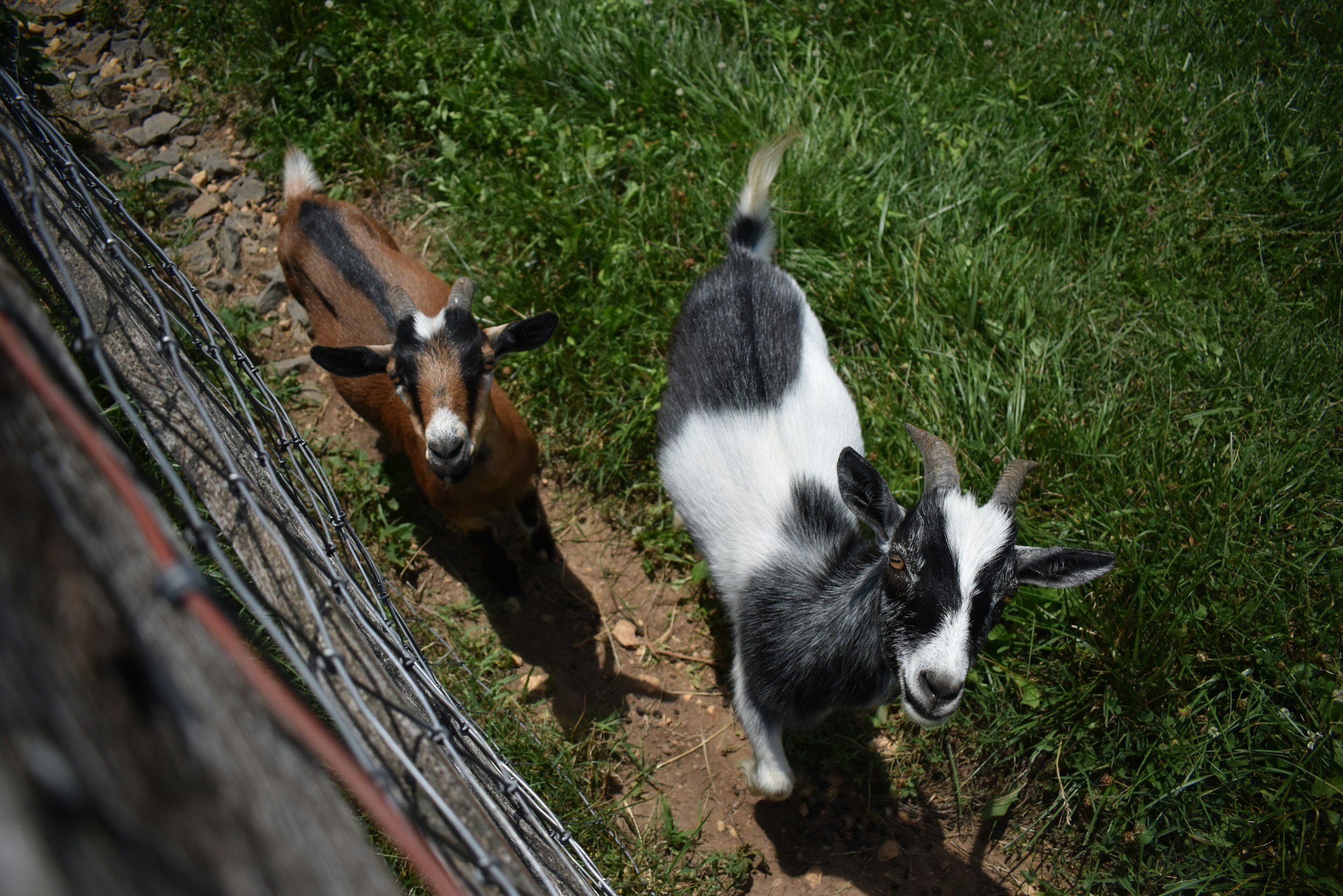 Earth Day Celebration - Empowerment Farm