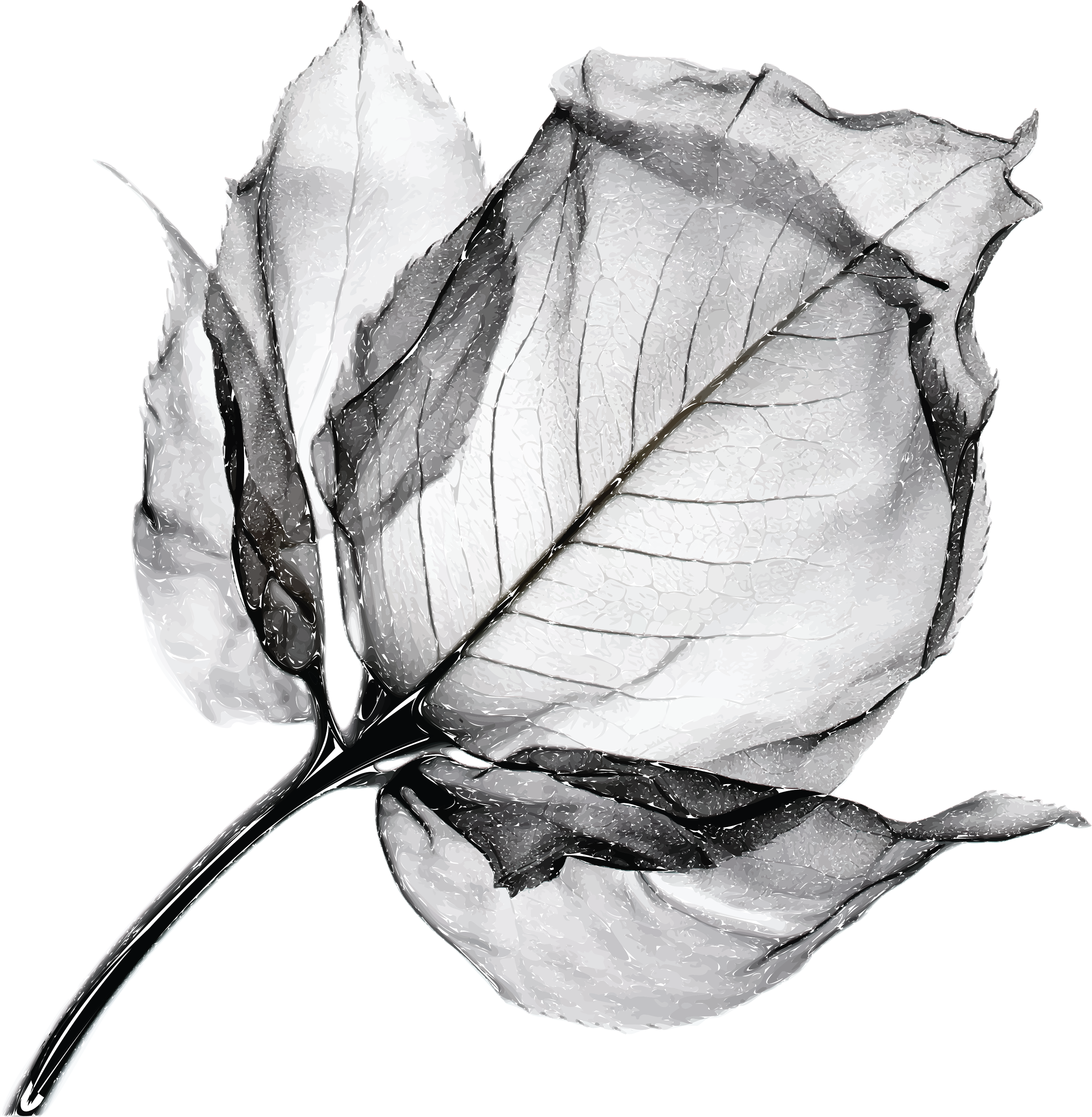 Black and white illustration of a wilted rose with a partially closed bud and dried leaves on a stark background.