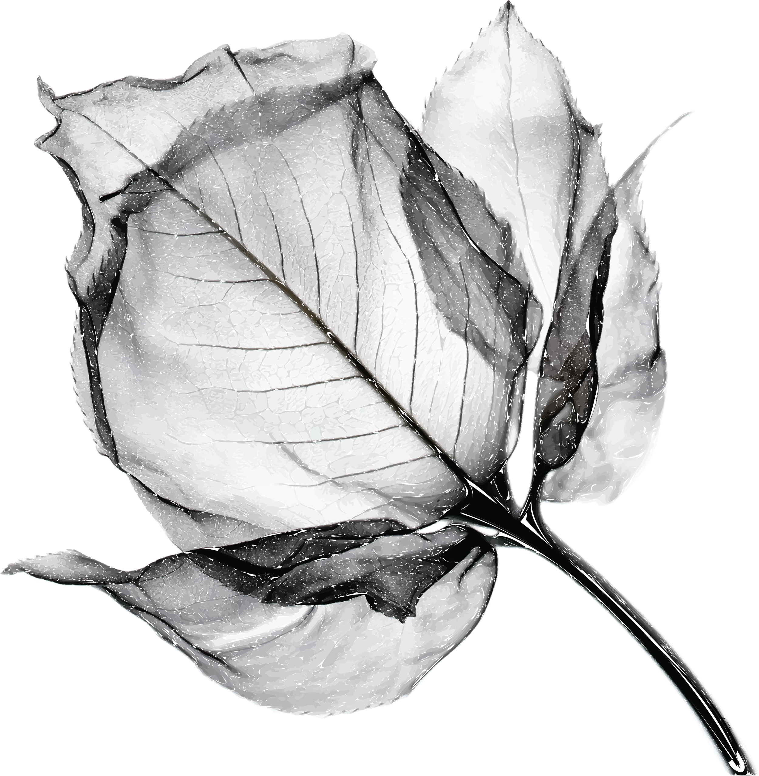 Black and white close-up image of a wilted, dried rose with detailed petals and stem.