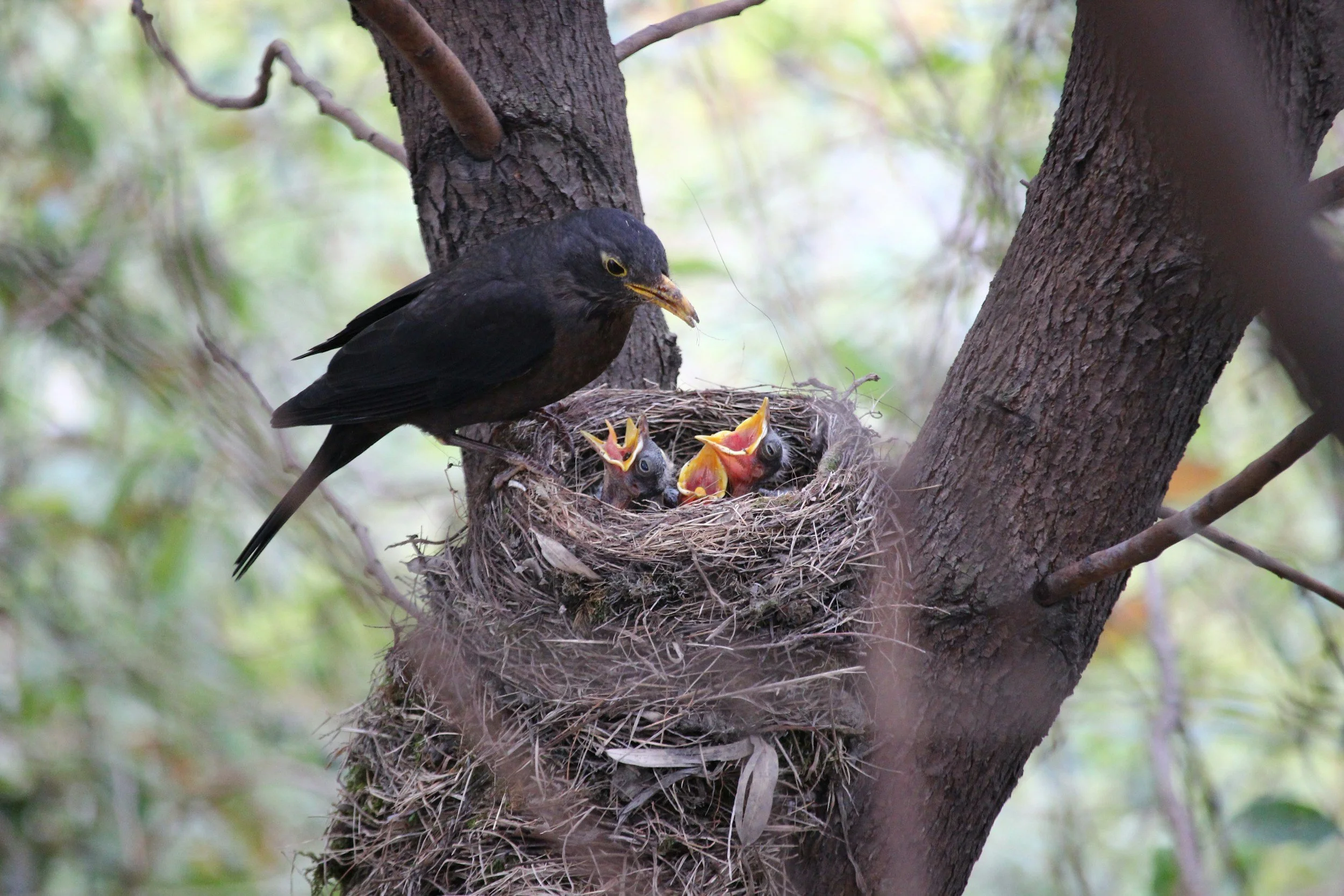 Kicking Them Out of The Nest