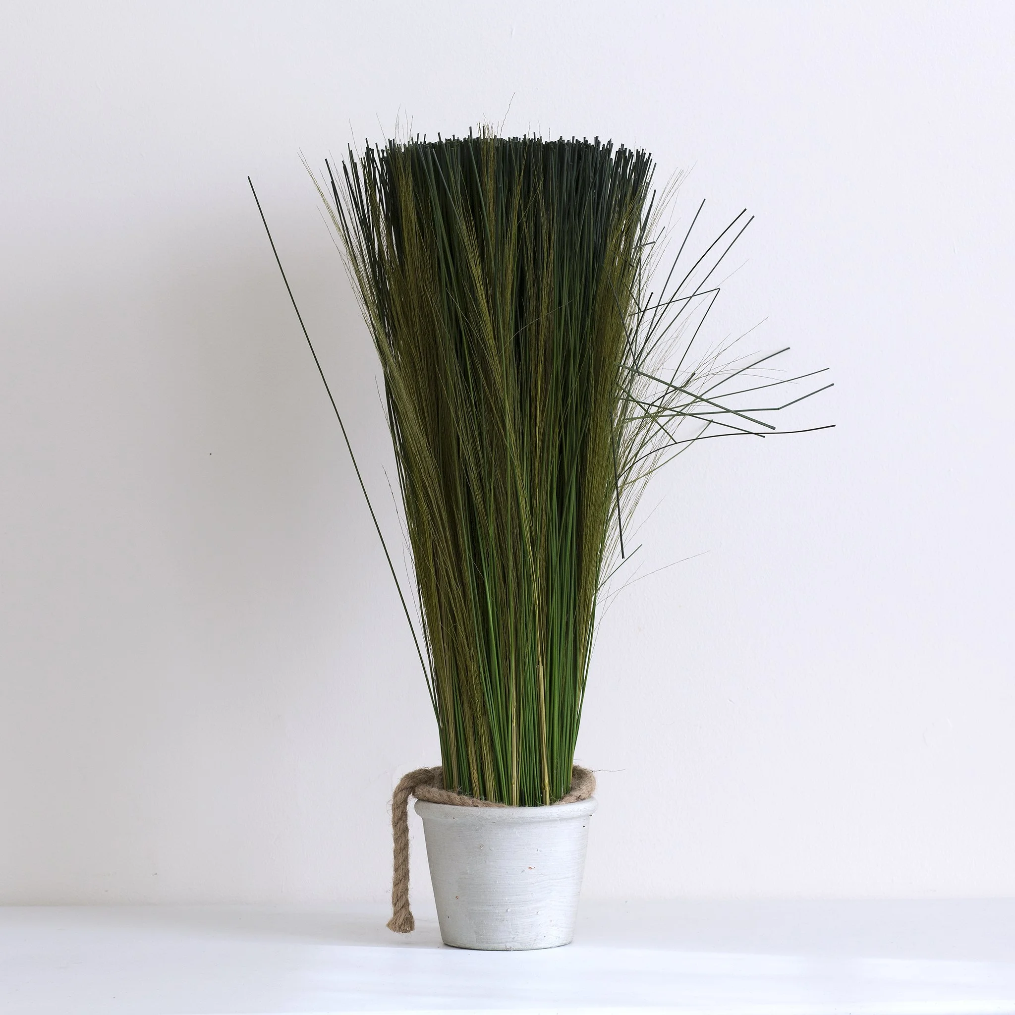 Plant2.jpg
