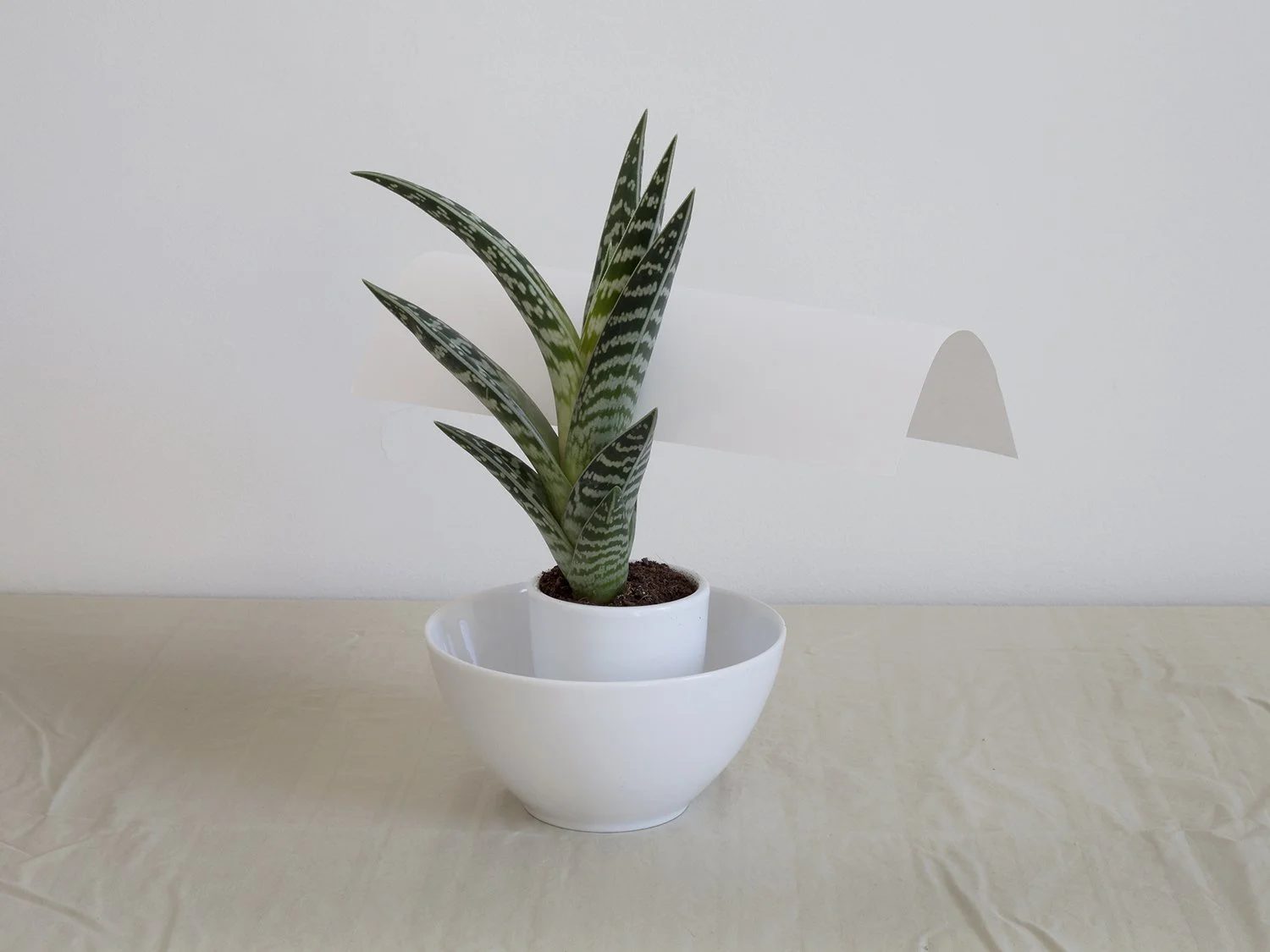 GreenPlant_Paper - Copy.jpg
