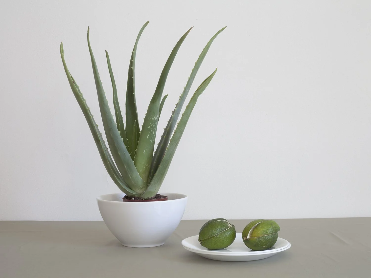 GreenPlant_Limes.jpg
