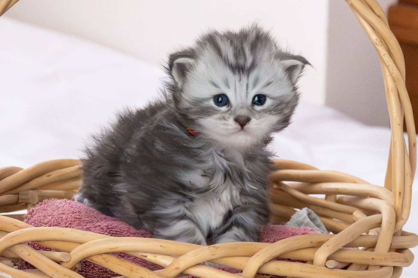 🦁🐯🐱 Litter Announcement 🐱🐯🦁

Meet our &quot;B&quot; Litter!!

We are so excited to announce our &quot;B&quot; Litter was born on 1/12/2025 from Magnus x Astrid. The litter is comprised of: 

2 blue silver classic tabby males
2 black silver clas