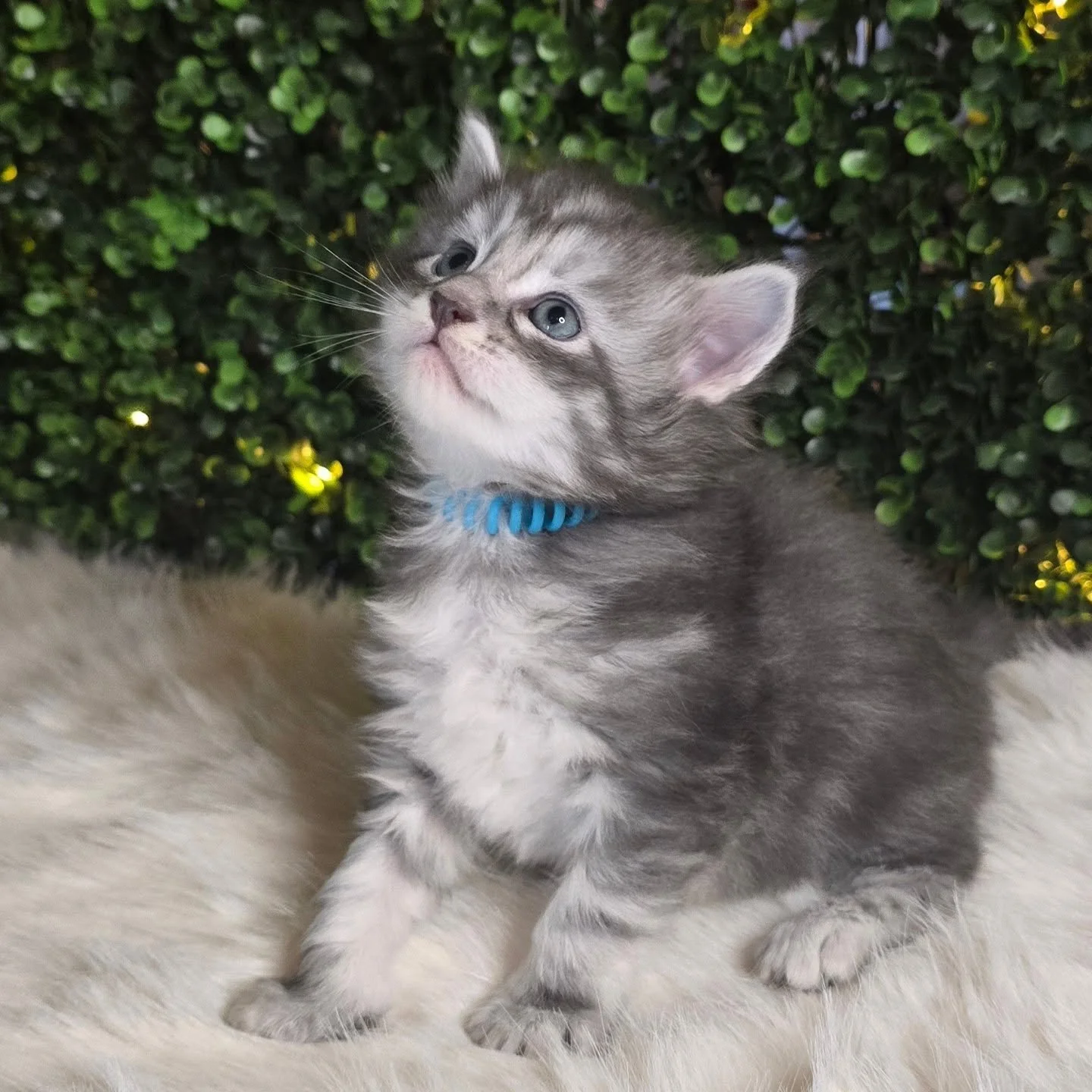 HILL AND HEDGE Maine Coons is excited to announce the "G" Litter! 

Date of Birth: 4/29/2026 (4 weeks old)
Parents: Mars x Awe Calliope

Calli is our most velcro kitty dam and Mars is a very friendly sire who happily resides with our other 
