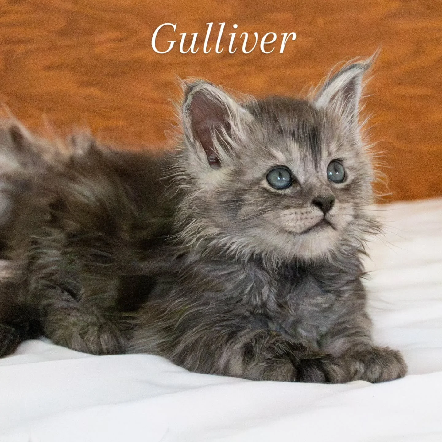 Our website is updated and we are ready a day early to open reservations for the "G" Litter! Head to hillandhedge.com for our Kitten Application. 🤠😻🪩 All important information can be found on our FAQs.

The kittens had their first vet ap