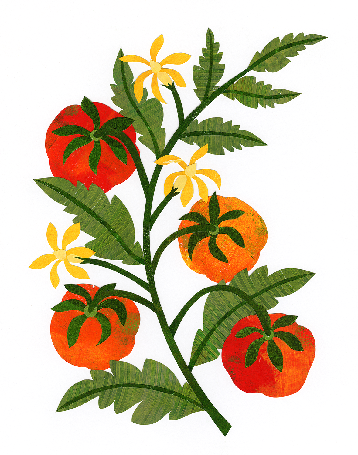 Tomatoes