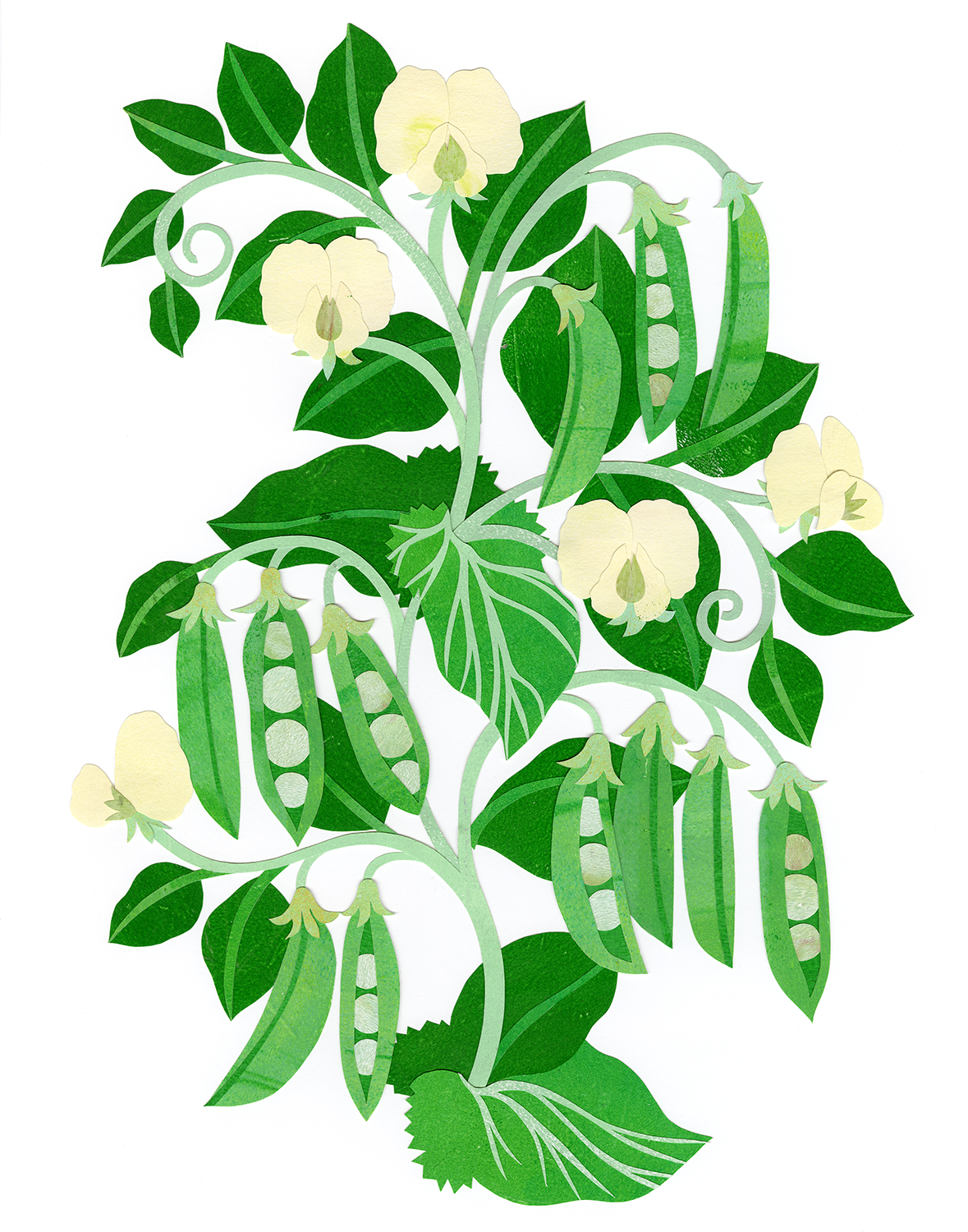 peas_1500.png
