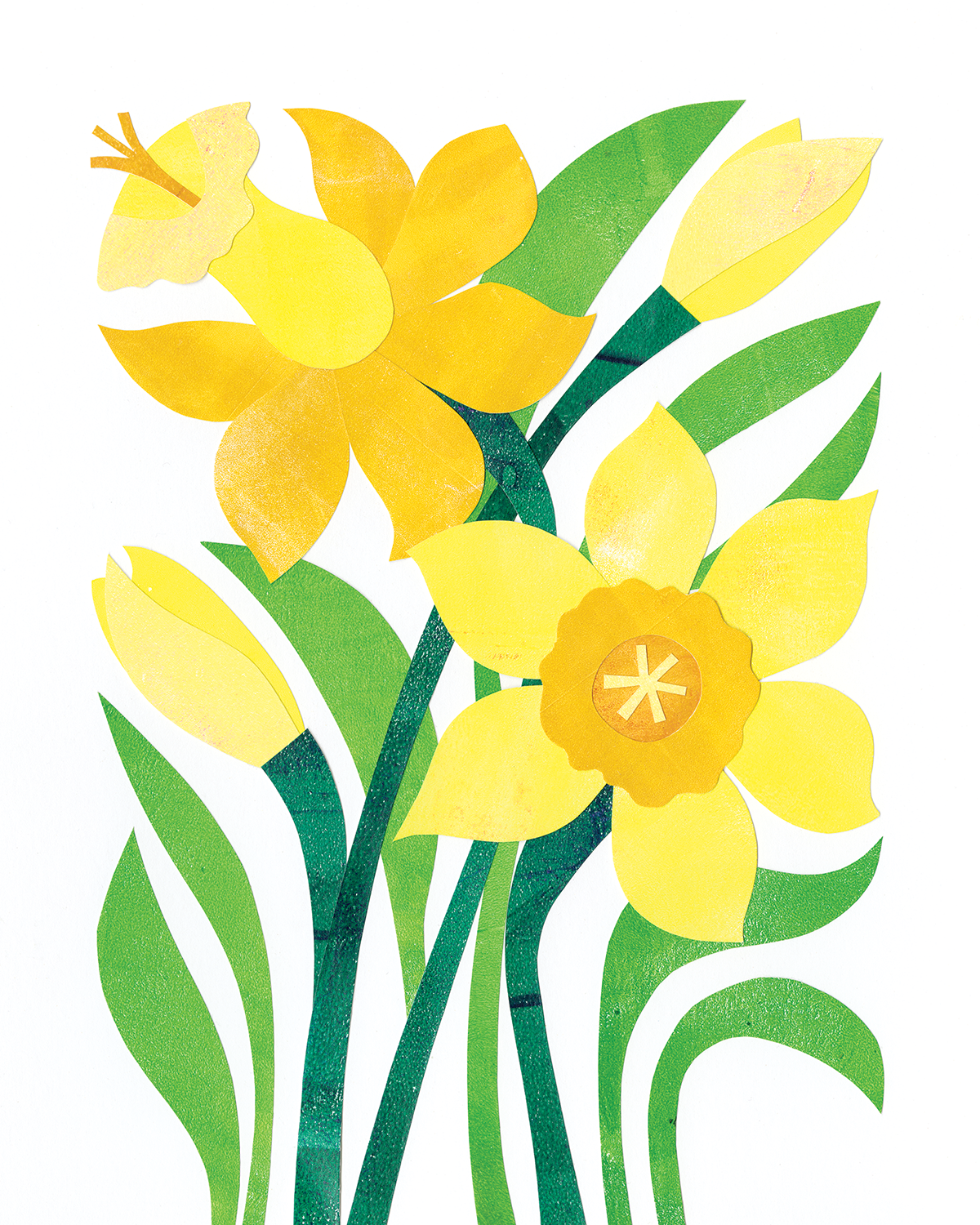 daffodils_1500.png