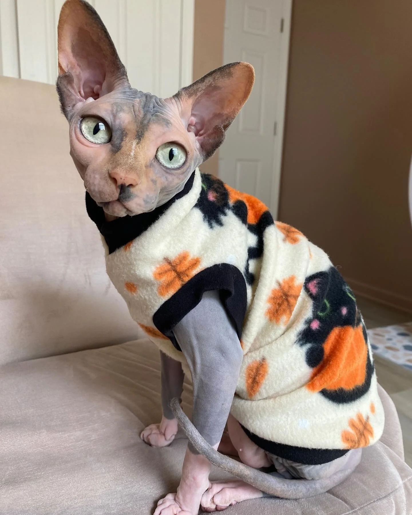We got the spooky Monday vibes today in our @nudiepatooties attire!🧡👻💗🎃🧙 #sphynx #sphynxcat #sphynxlove #sphynxofinstagram #sphynxcommunity #sphynxlife #mondaymood #spookyseason