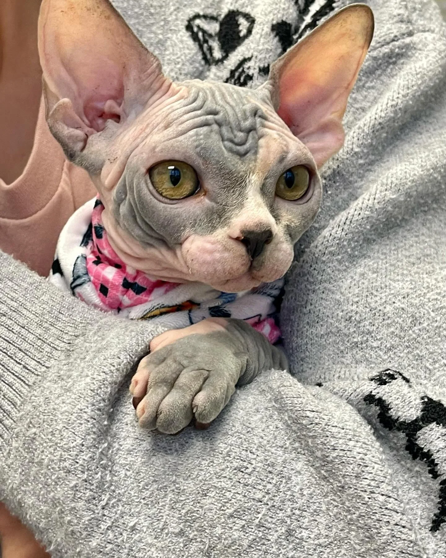 I&rsquo;m so excited to announce our newest family member, Major Karai!!!💗 Karai is a Japanese name that means &ldquo;Spicy&rdquo;🌶️ Karai is a sweet baby girl with a BIG voice and loves being with her people. She will join her Sister, Demi, as the