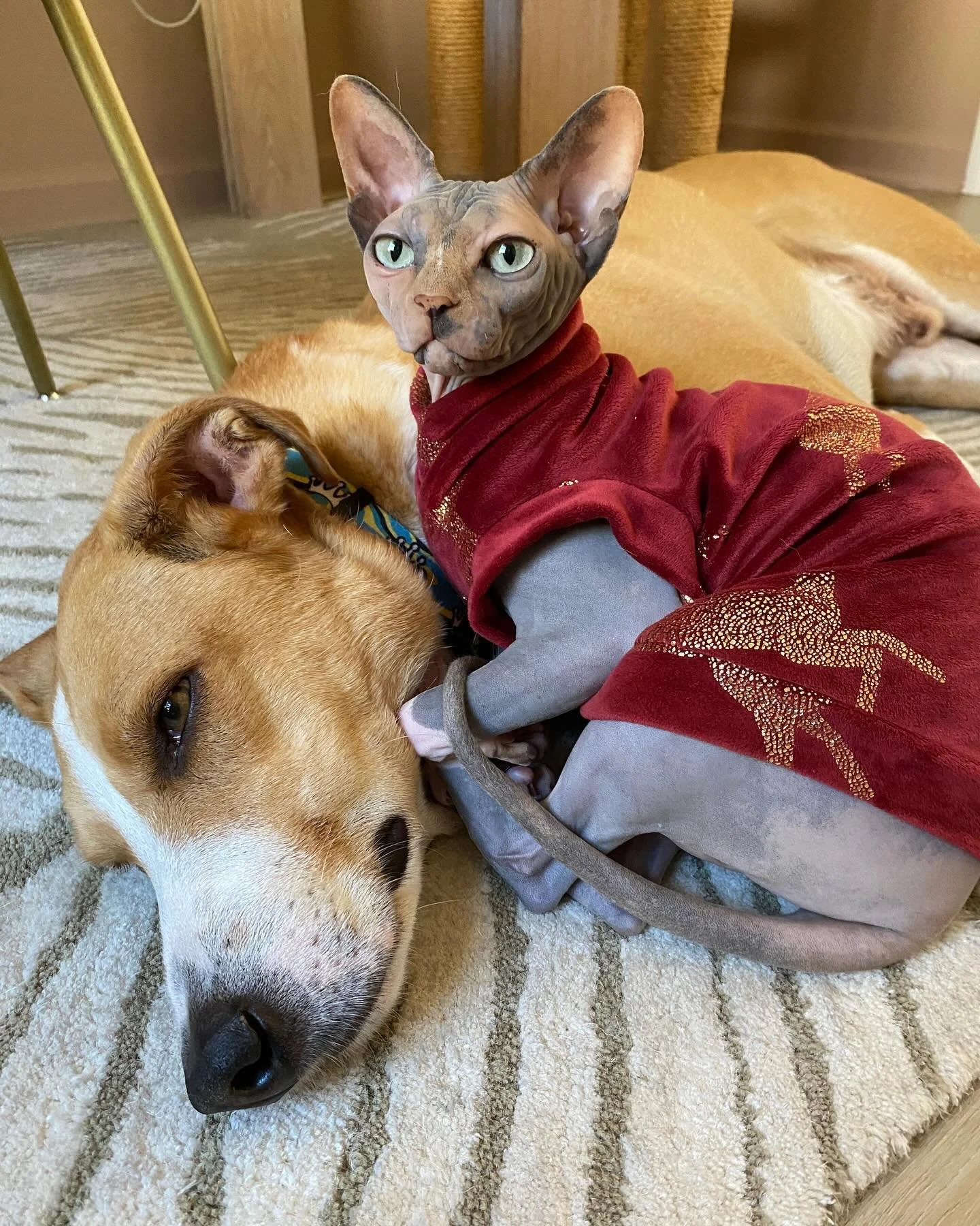 Olive is in the Christmas spirit with her @nudiepatooties fleece shirt and snuggled with her best doggie bud, Willie.🎄❤️🎅💚🐶🐕 #sphynx #sphynxcat #sphynxlair #sphynxlove #sphynxofinstagram #sphynxcommunity #sphynxlife #potcake #potcakesofinstagram