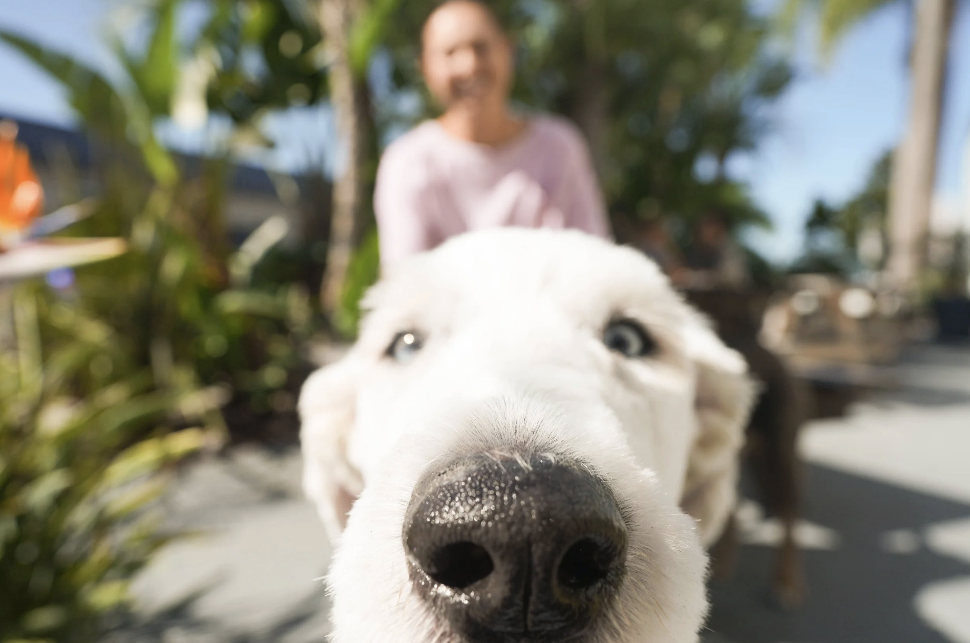 Close-up of a white dog with blue eyes, with a person in the background and trees around, outdoors on a sunny day.