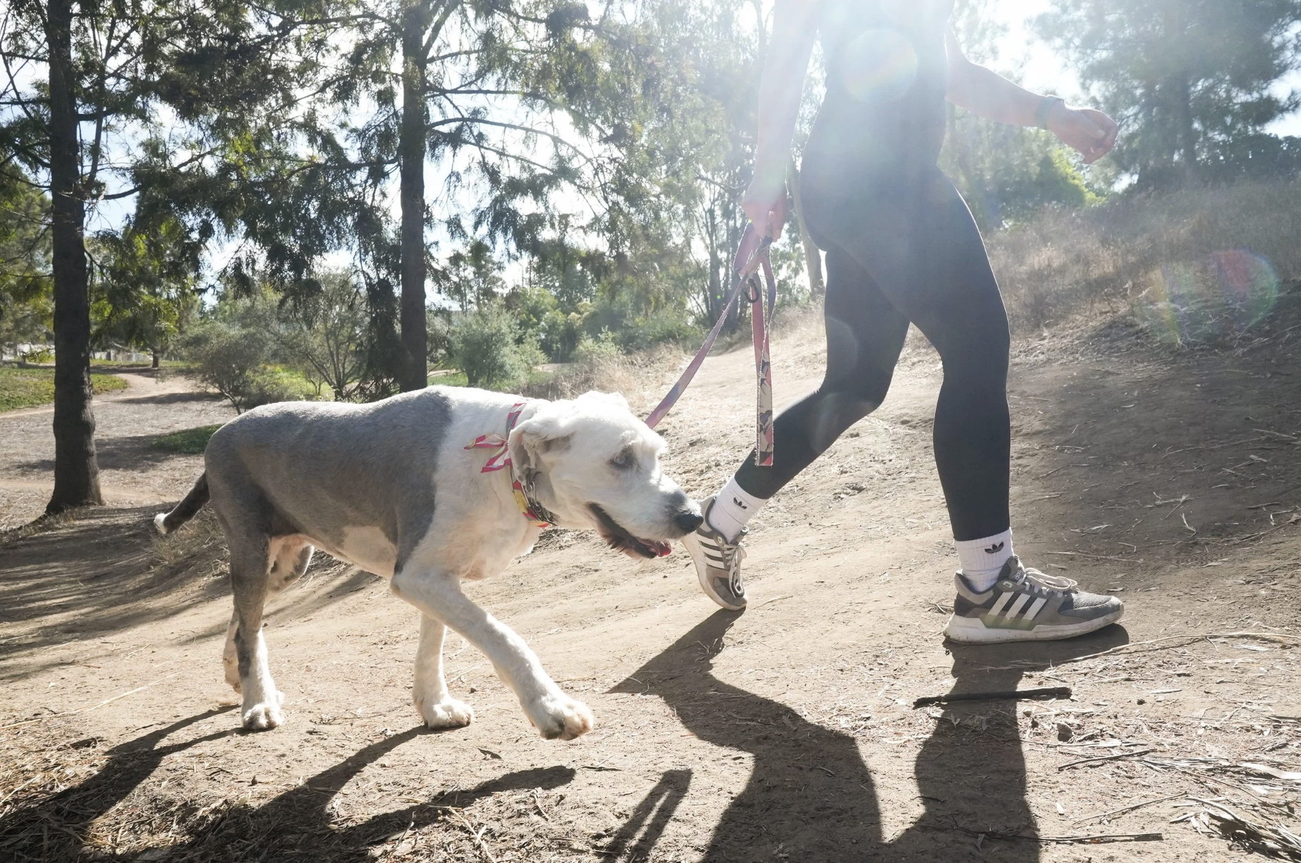 Person walking a dog on a dirt trail in a wooded area during daylight, with sunlight creating lens flares.