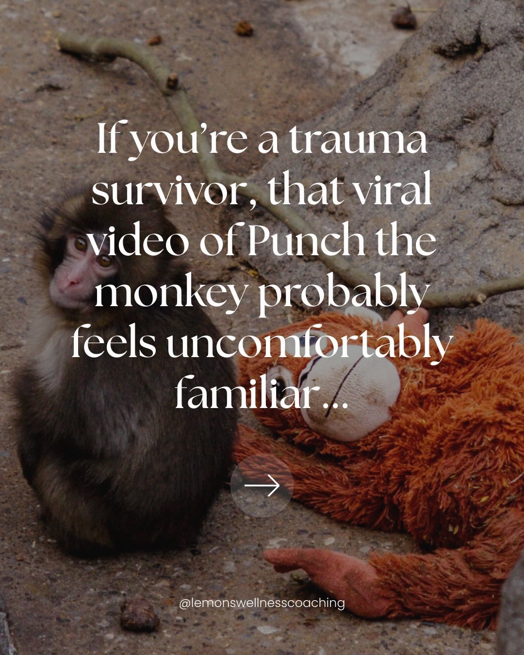 For trauma survivors, witnessing Punch the monkey was a familiar ache. 

When people are continuously rejected and harmed, we adapt in creative (and sometimes harmful) ways. Maybe for you it wasn&rsquo;t a stuffed monkey you found comfort in. 

Maybe