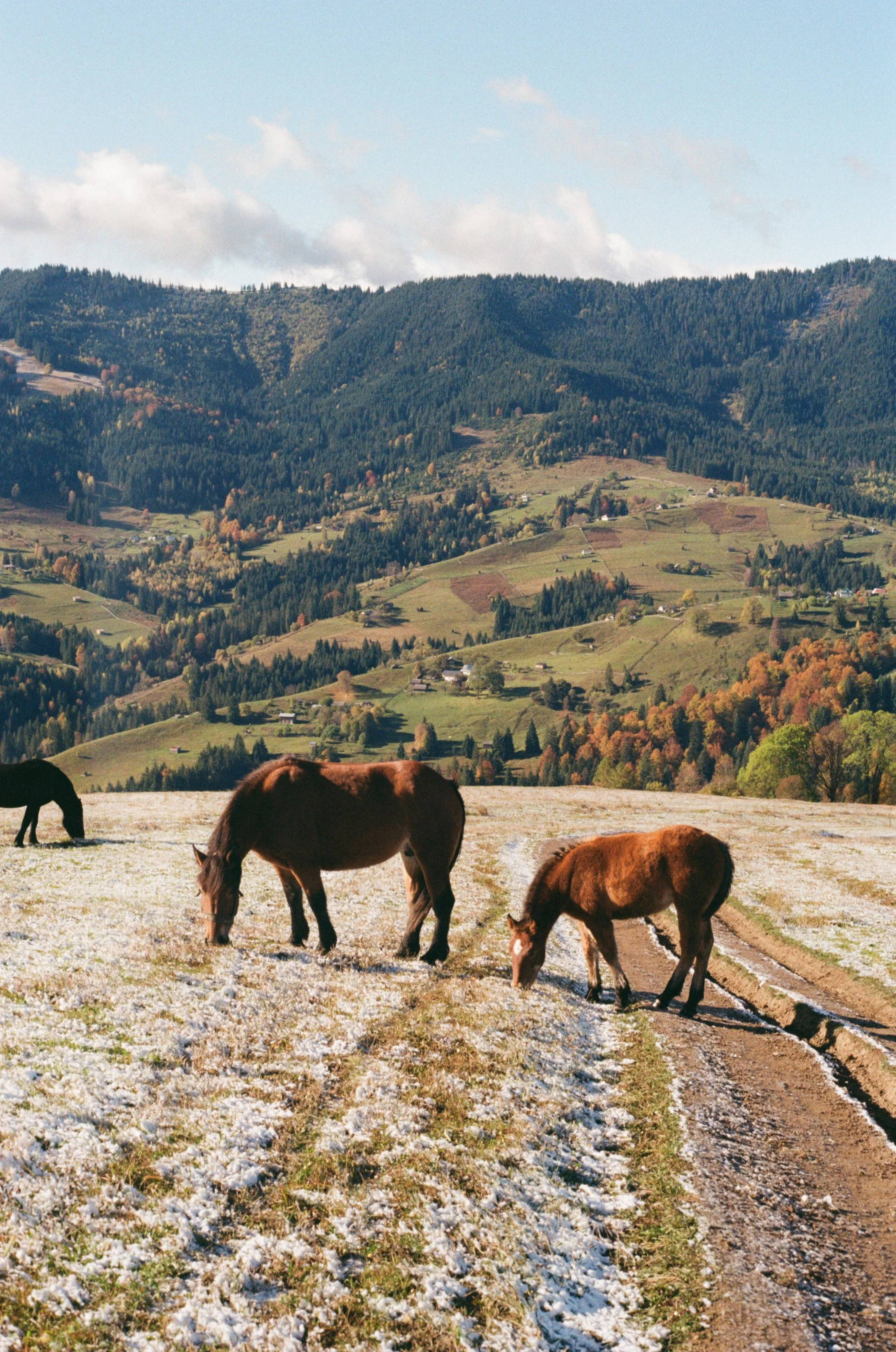 136704-013670410007-iiZ9 копія.jpg