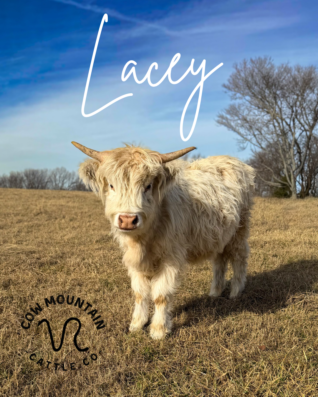 Lacey.png