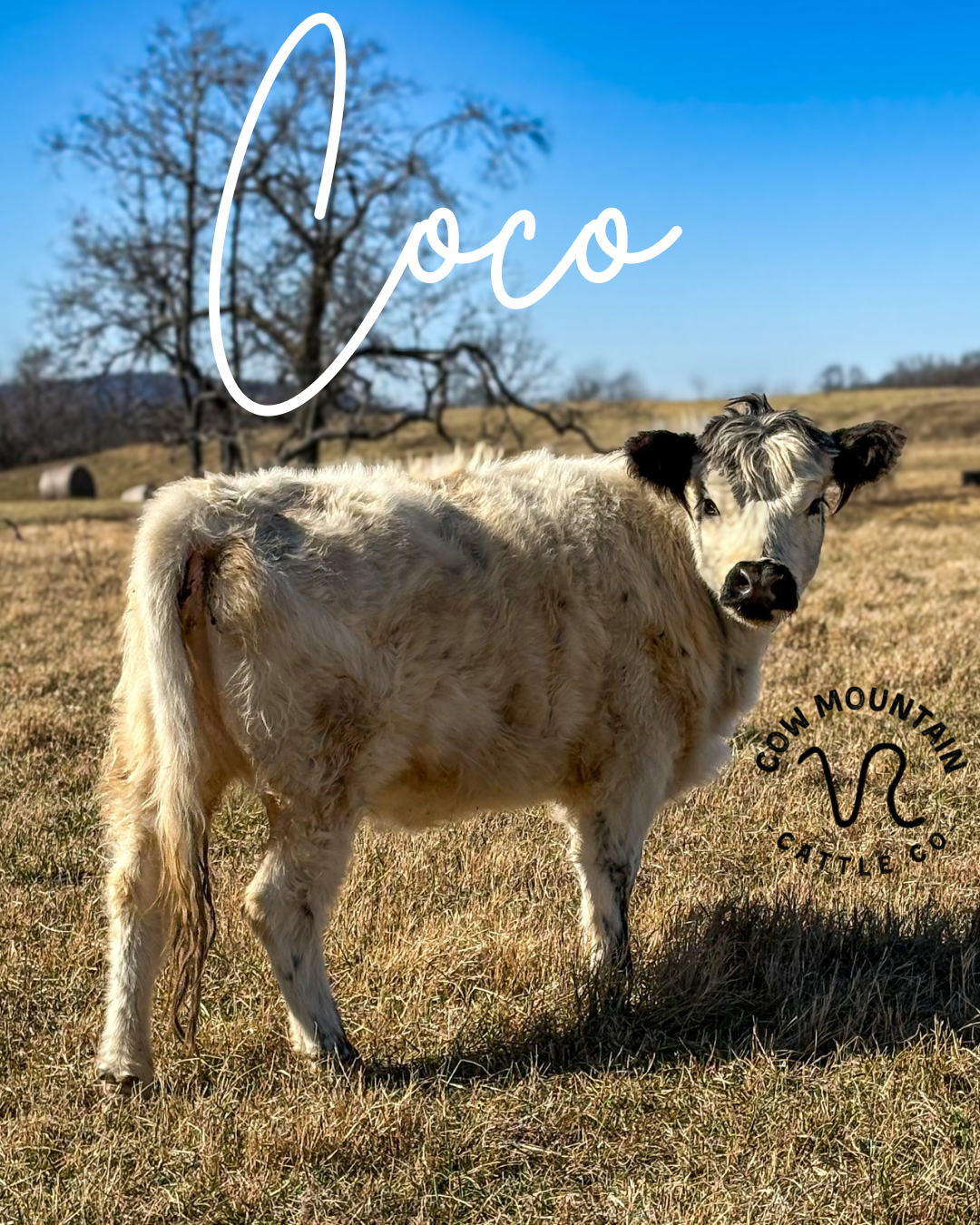 Coco.png