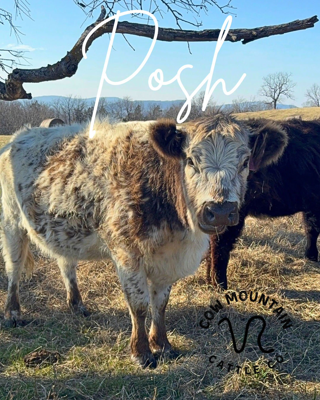 Posh.png