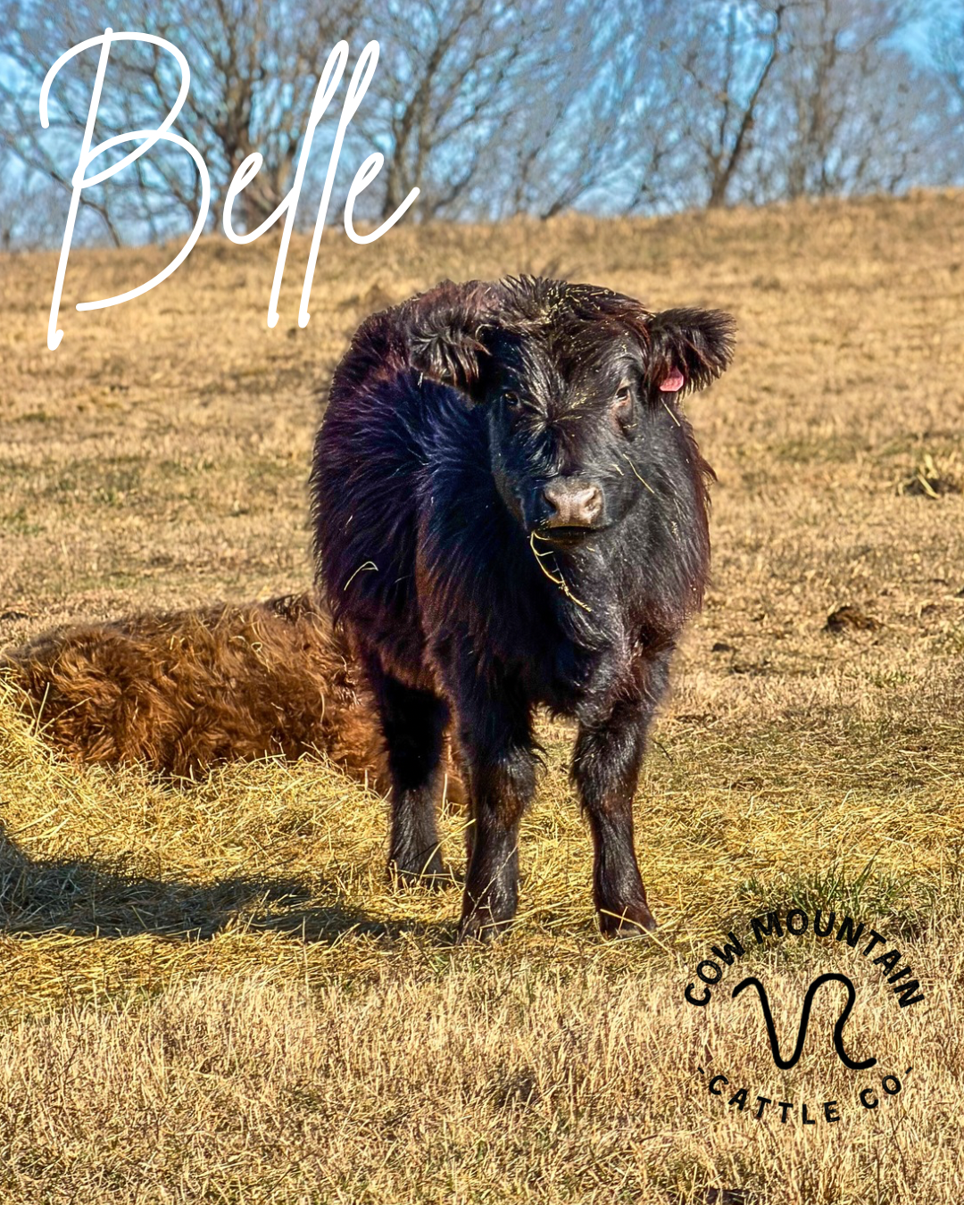 Belle.png
