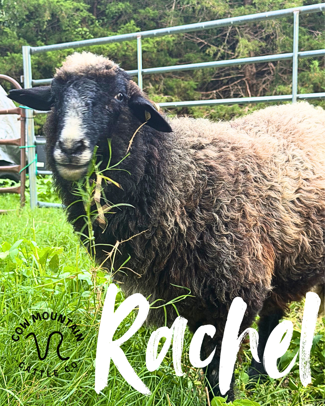 Rachel