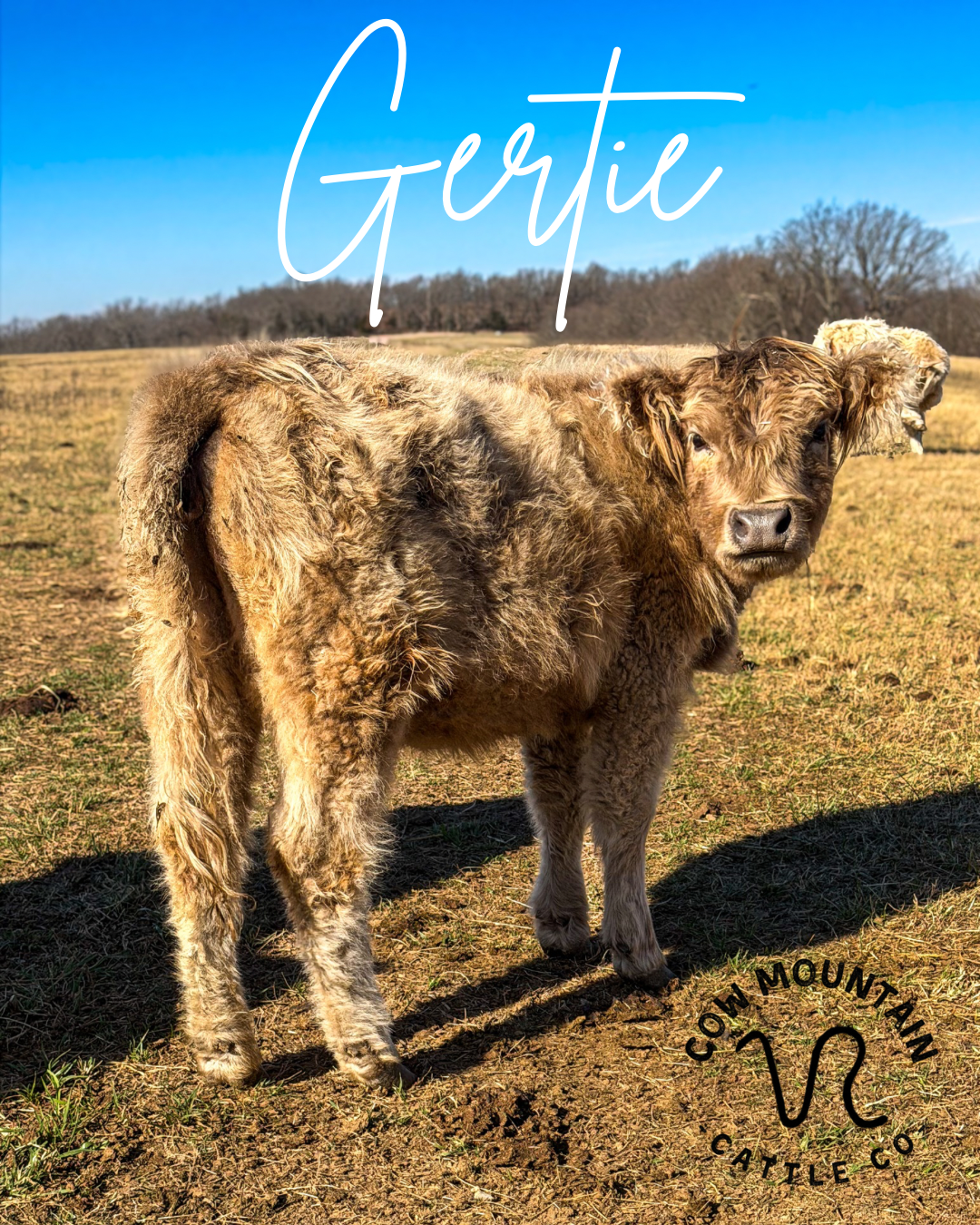 Gertie.png
