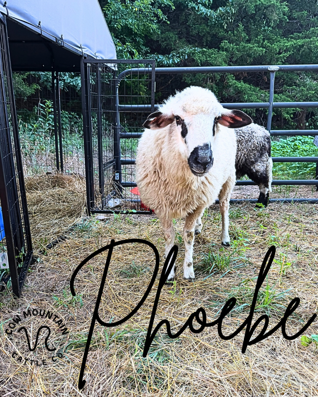 Phoebe