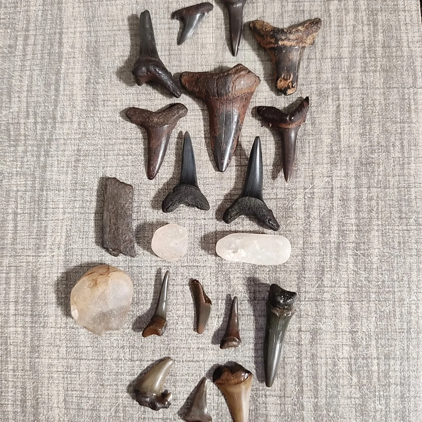 Land sharks of Jersey 

@one_more_find #diveeverypuddle #fossil #fossilhunting #newjersey #scuba #sharks