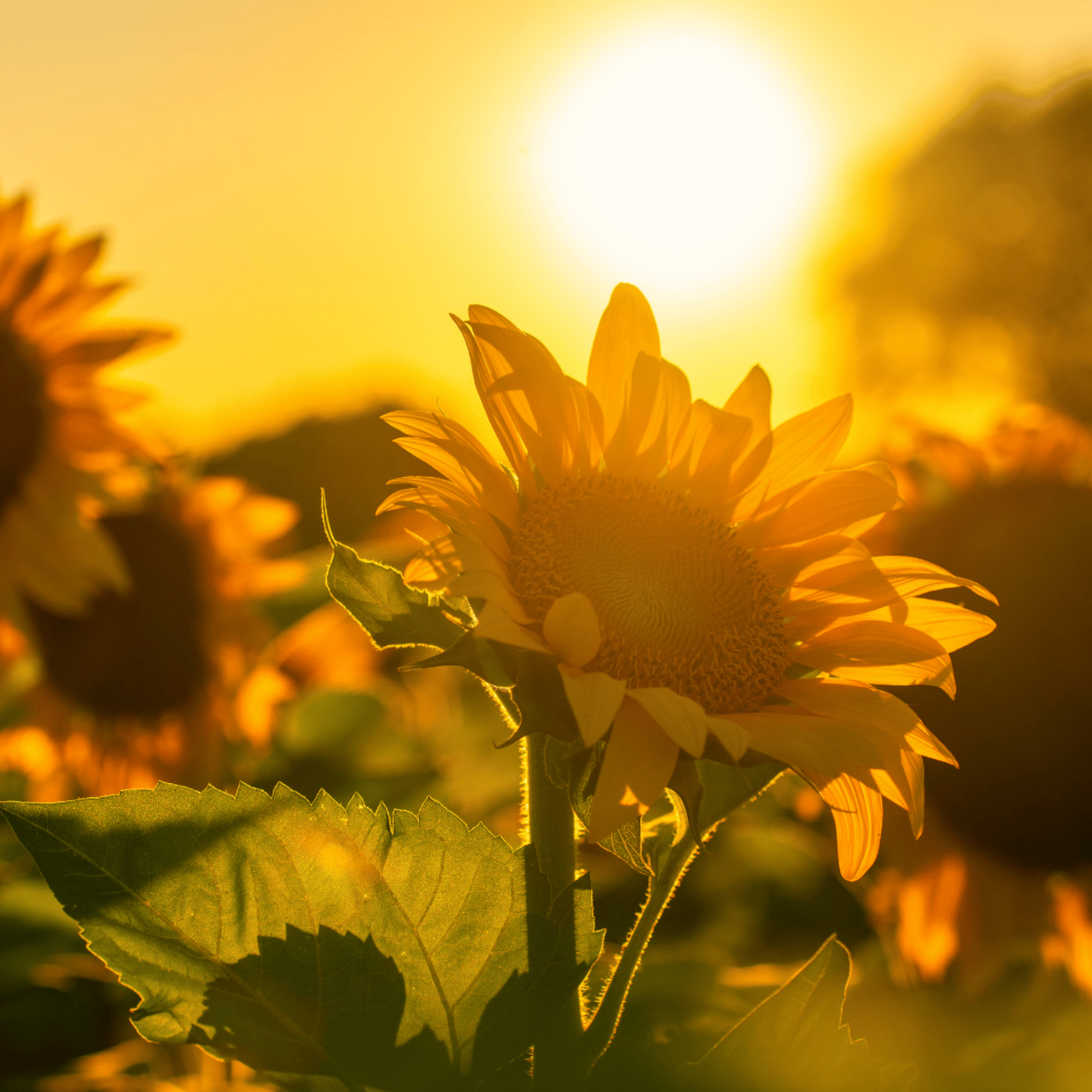 Summer Harvest Expressive Arts Workshop