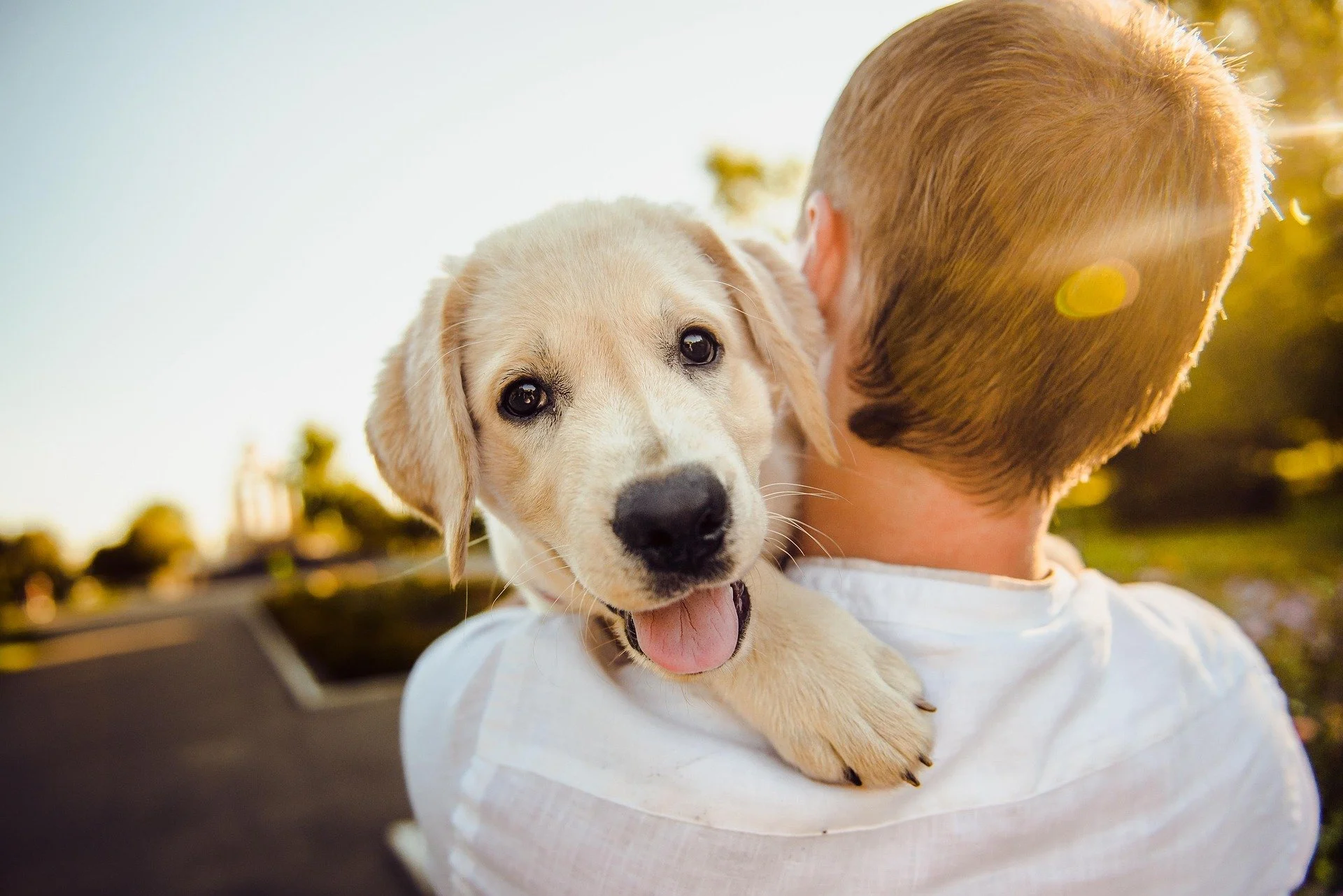 The Energy of Pets: How Animals Regulate, Heal, and Protect the Human Spirit