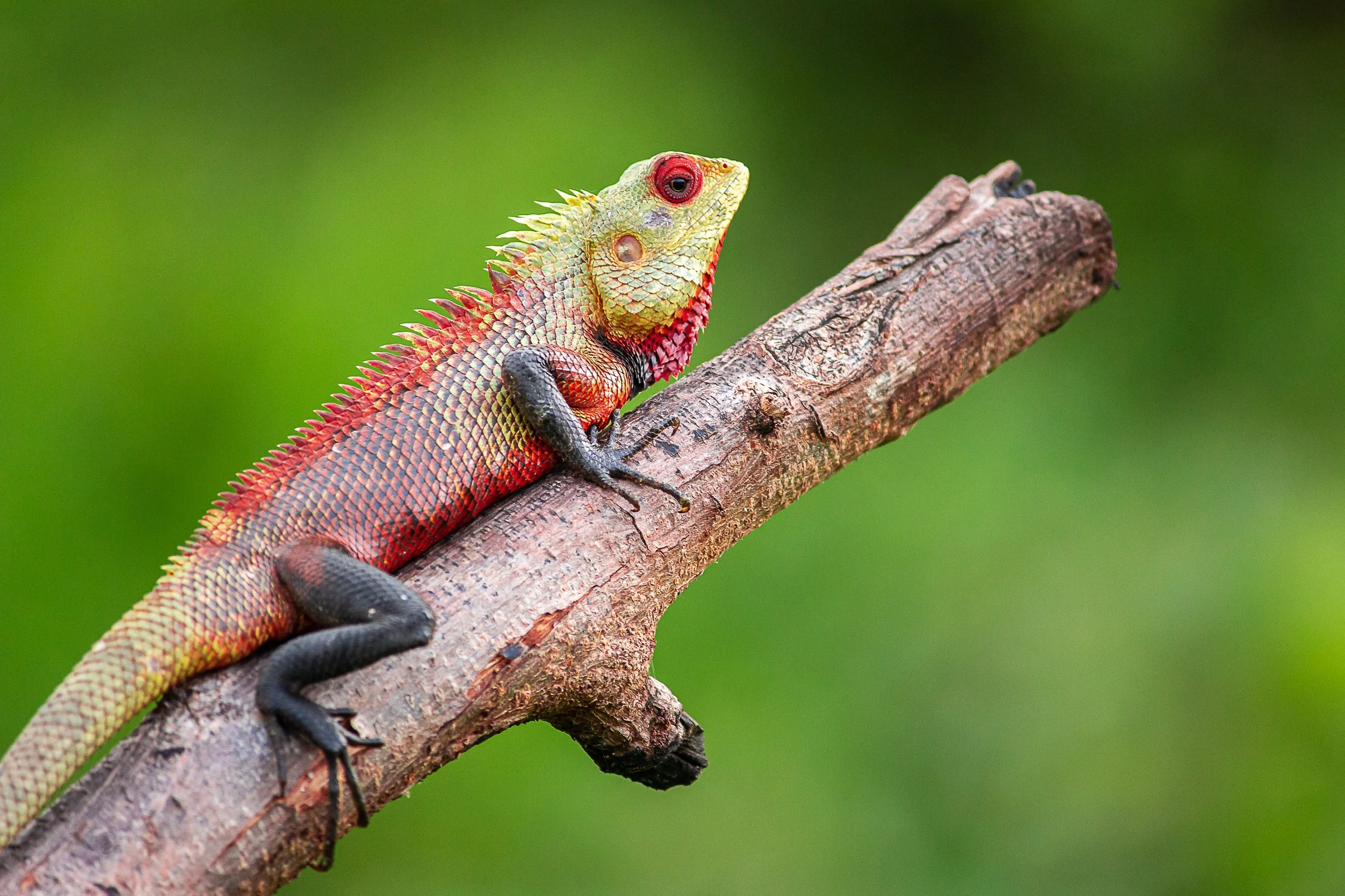 pavanprasad_ind-lizard-9076520.jpg