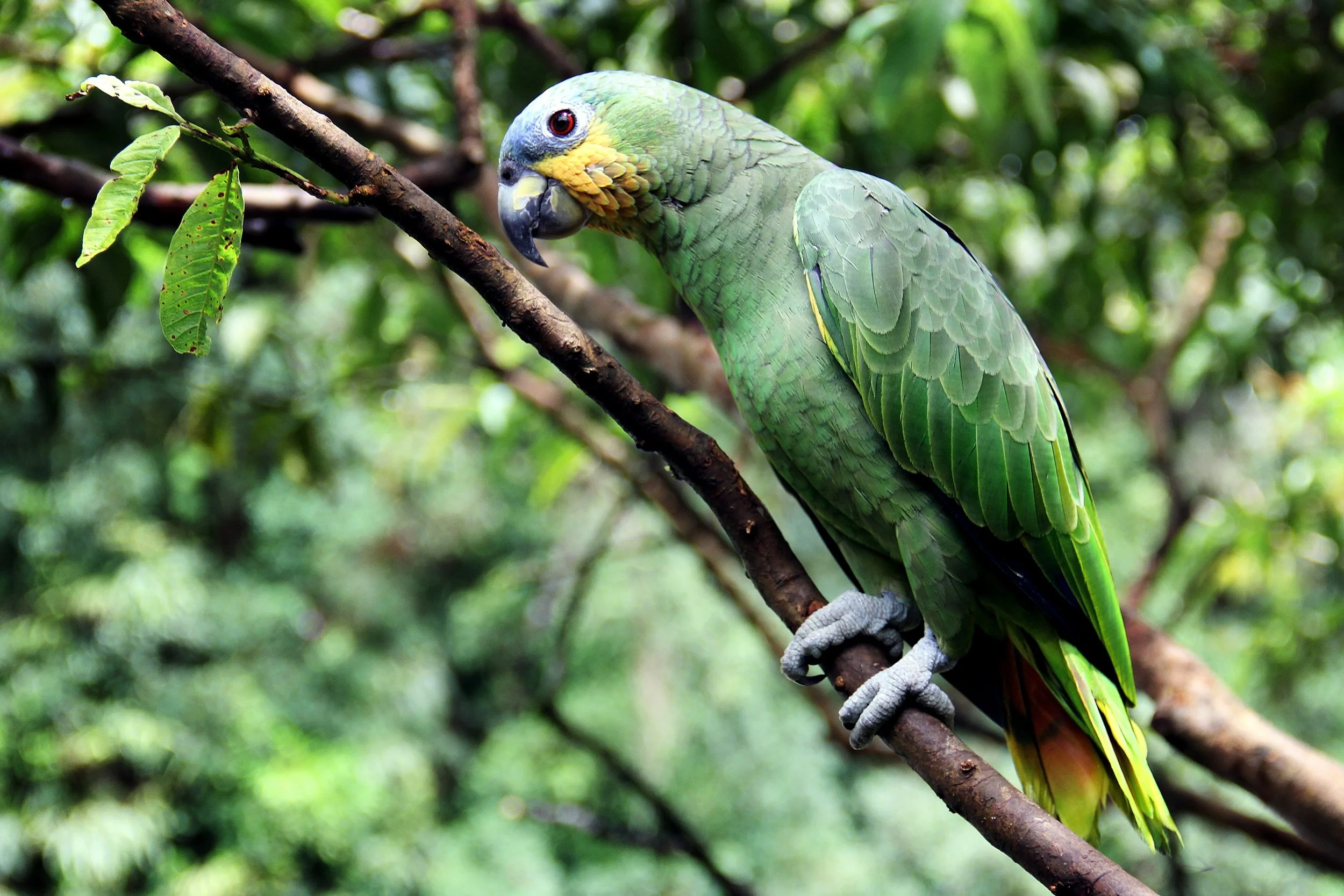 alvaroas8a0-parrot-2756491.jpg