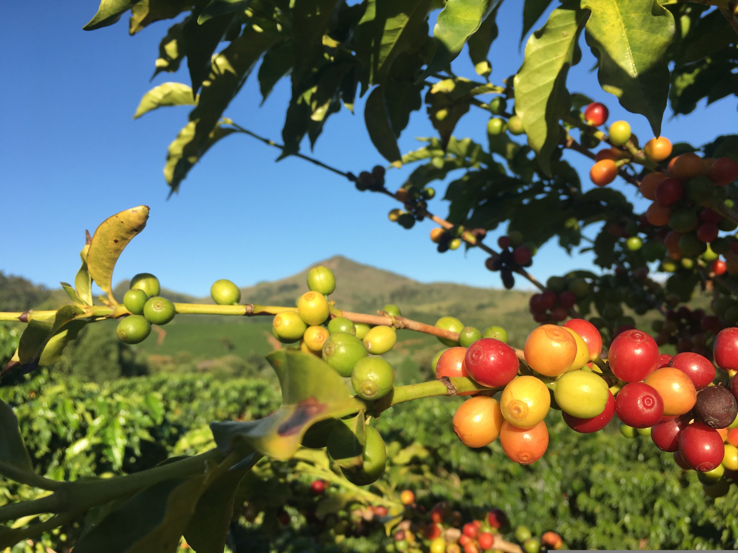 vandelinodias-coffee-2339260.jpg