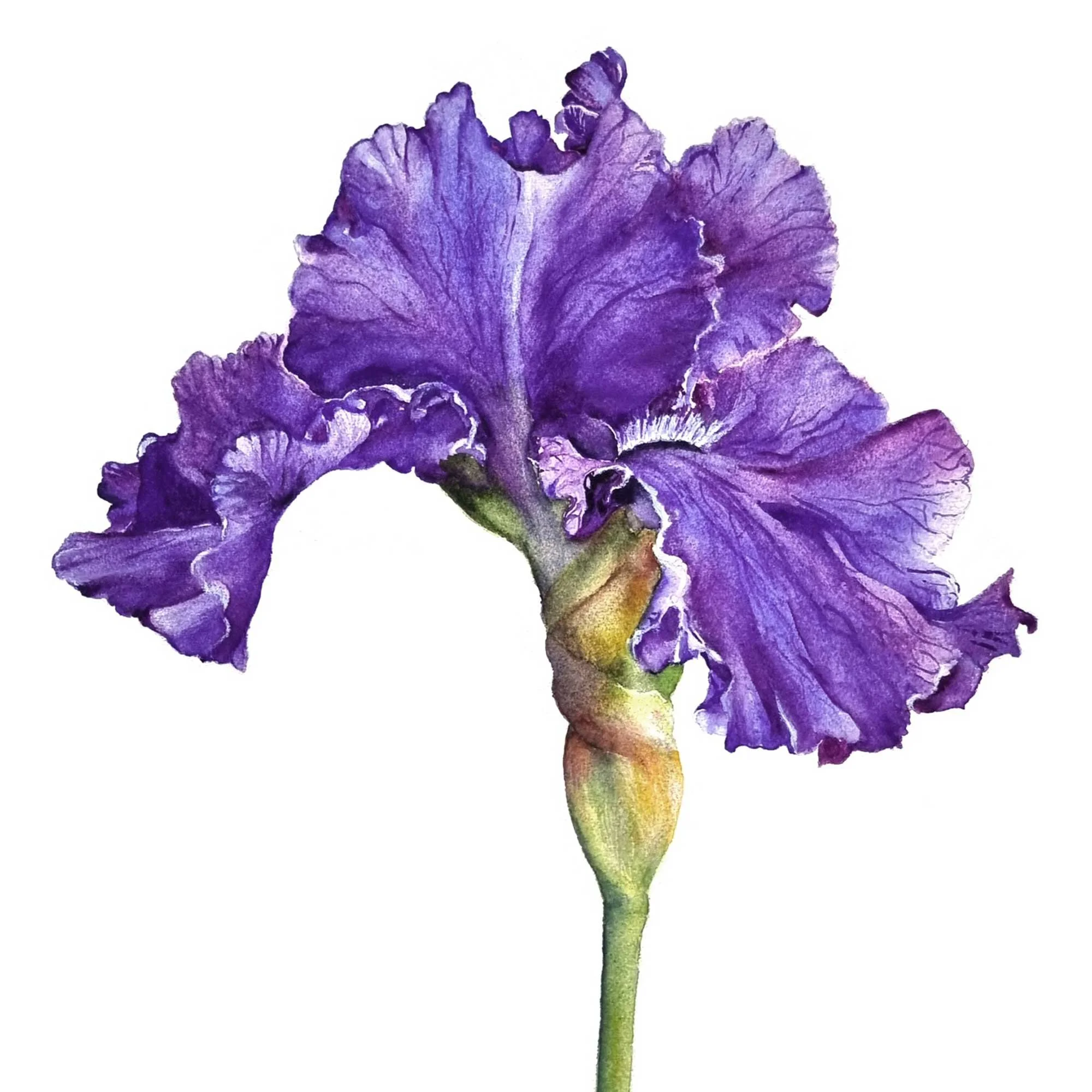 'Iris' - Watercolour (Lighthouse Arts Project)