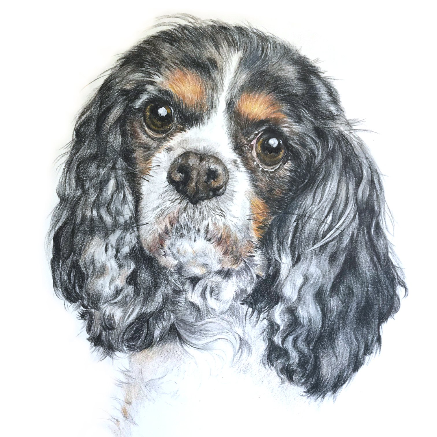 Illustration of a Cavalier King Charles Spaniel with curly ears and expressive eyes.