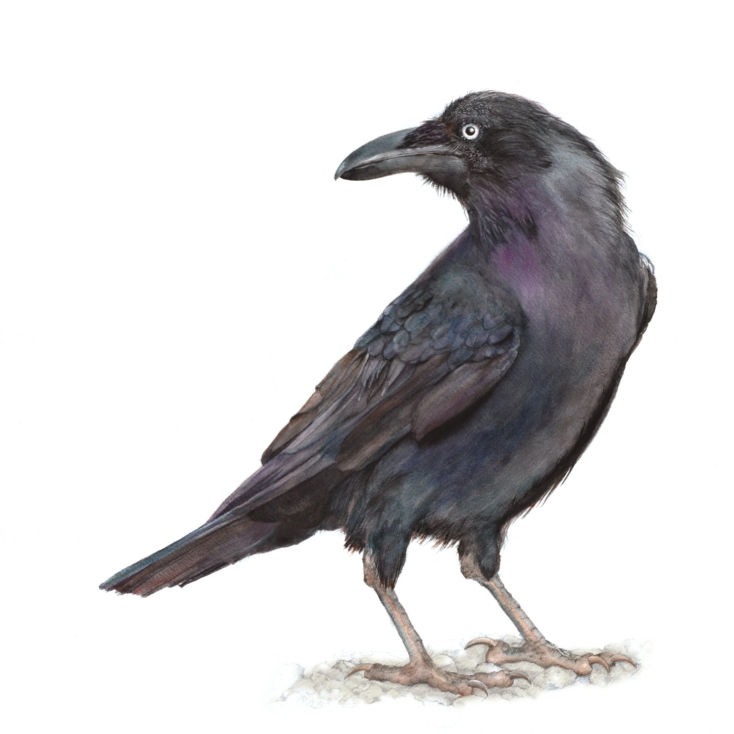 'Raven' - Watercolour and graphite
(Lighthouse Arts Project)
