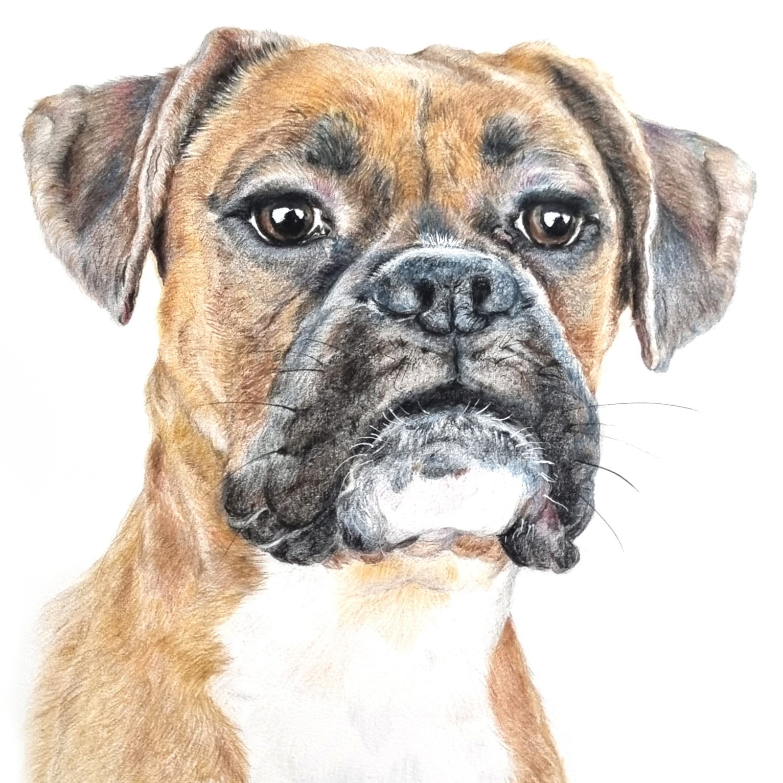 Realistic drawing of a brown Boxer dog with a white chest