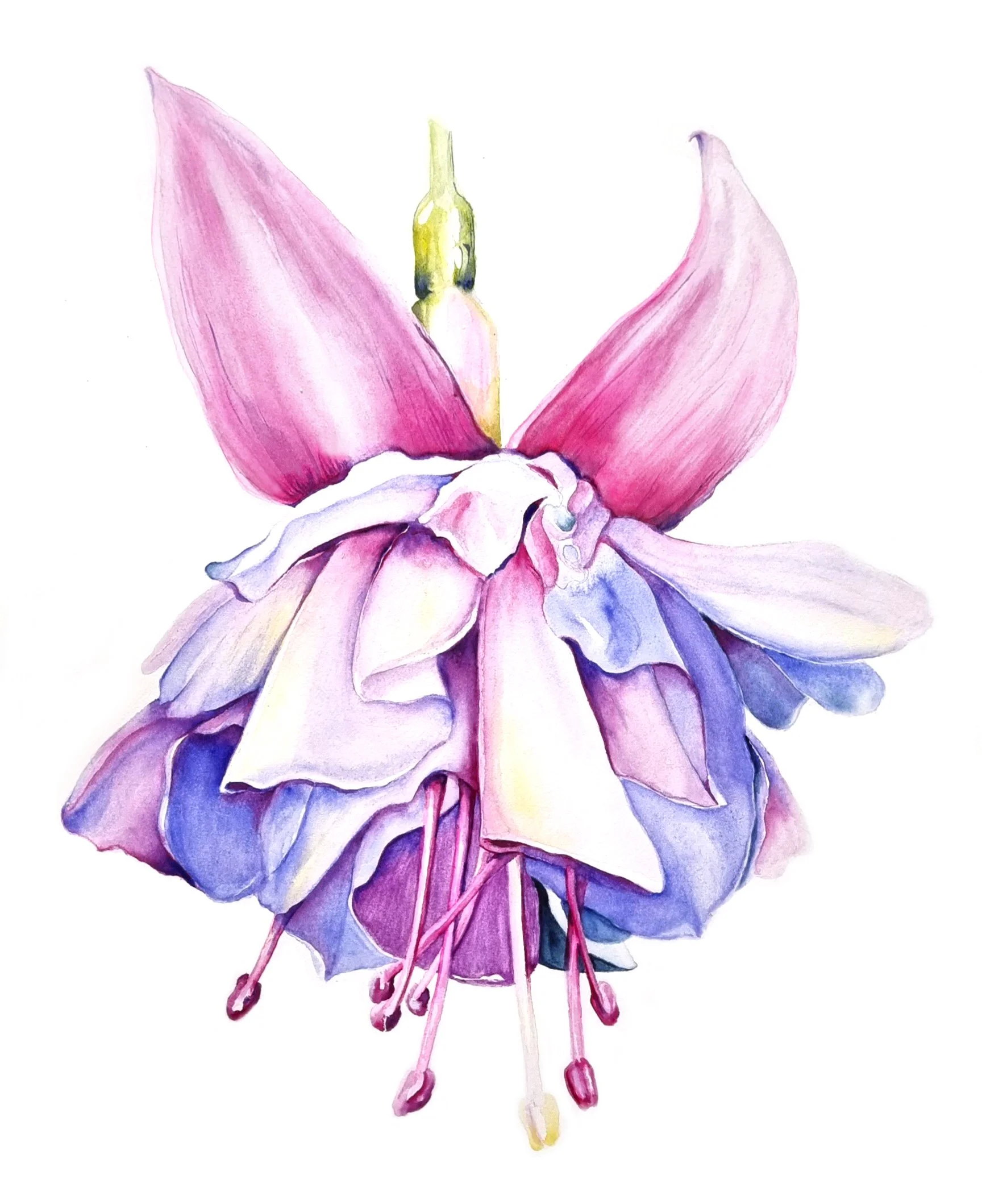 'Fuchsia '- Watercolour (Lighthouse Arts Project)