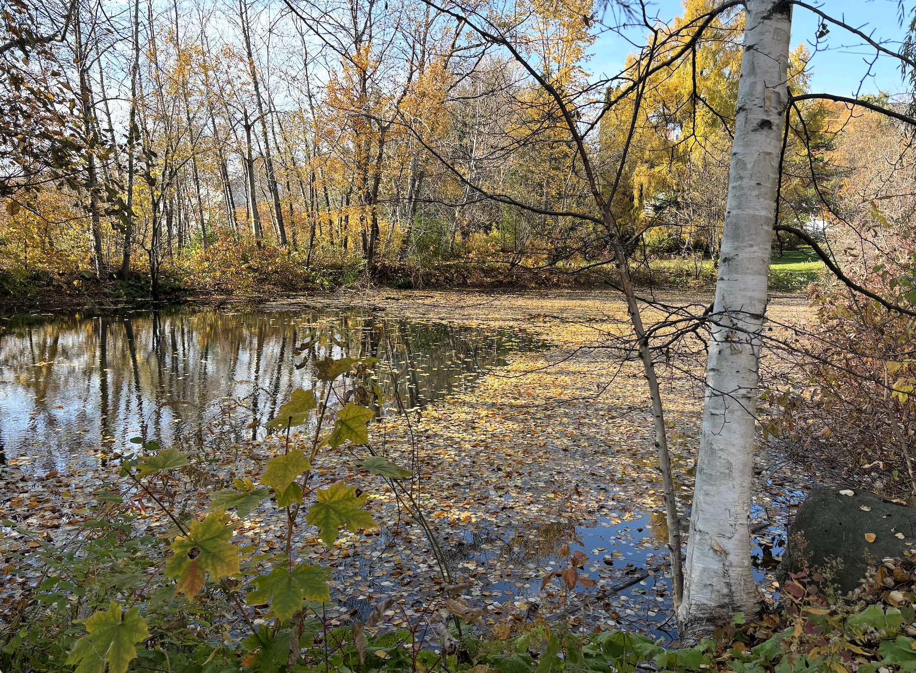 Pond fall screen.png