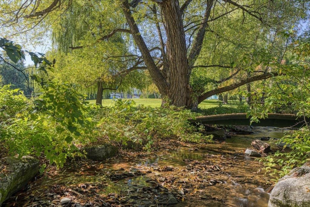 A serene park scene with a large tree and a small stream flowing over rocks, surrounded by lush green foliage.