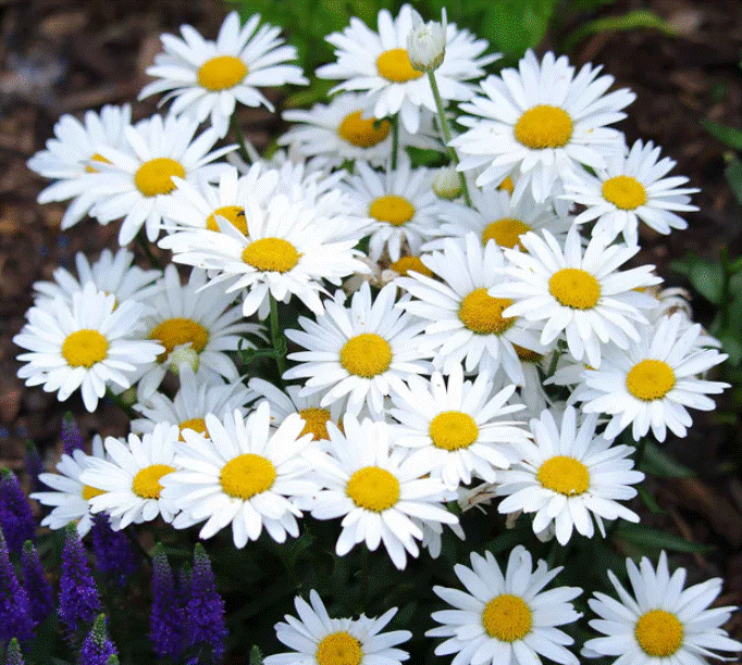 Shasta Daisy - Starter Plant