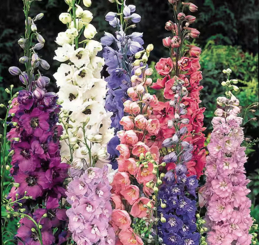 Delphinium, Large - Starter Plant