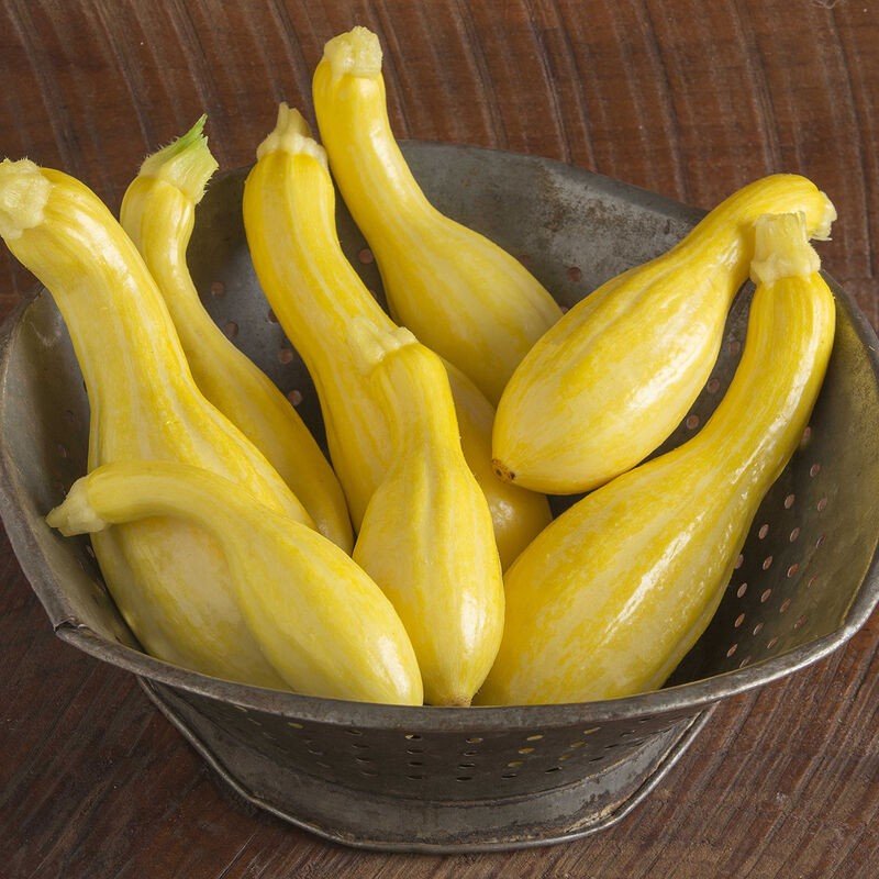 Yellow Squash - Starter Plant