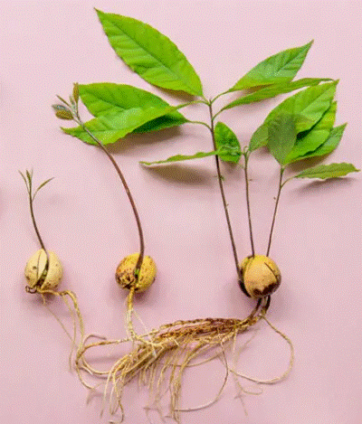 Avocado - Plant Start