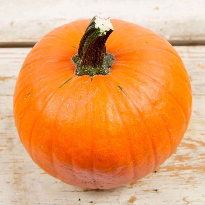Sugar Pie Small Pumpkin - Starter Plant