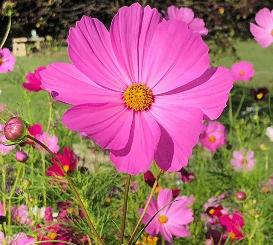Cosmos - Starter Plant