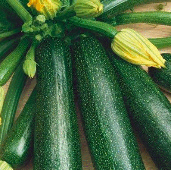 Zucchini - Starter Plant